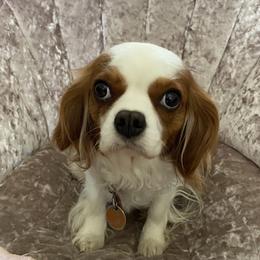 MieMie - Poodle
