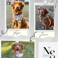 Nova Scotia Duck Tolling Retrievers from Northern Seafog Kennel