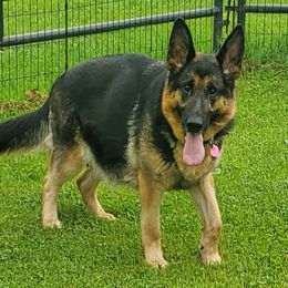 Nala - German Shepherd