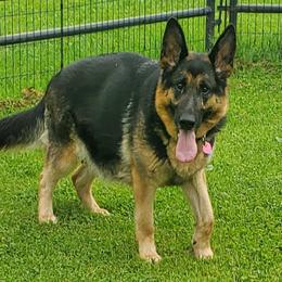 Nala - German Shepherd