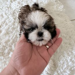 Puppy 6 - Gold and white female Shih Tzu puppy in Palmetto Bay, Florida from Happy Hour Shih Tzus