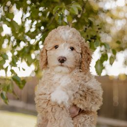 Caramel - Sheepadoodle puppy from Dooling Doodles