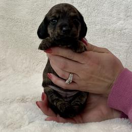 Dachshund, Pembroke Welsh Corgi, and Toy Australian Shepherd Puppies from Journey’s End CAD Farm