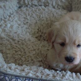 Golden Retriever Puppies from Sky Harbor Golden Retrievers