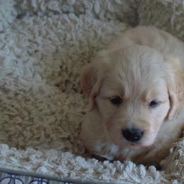 Golden Retriever Puppies from Sky Harbor Golden Retrievers
