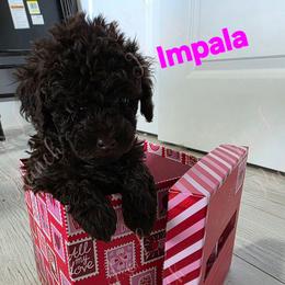 Impala - Brown and white female Aussiedoodle puppy in Loveland, Colorado from A&L Ranch Aussiedoodles
