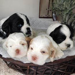 Cocker Spaniel Puppies from Swift Creek Cocker Spaniel