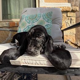 Rose- light blue - Black and white female Basset Hound puppy in Pflugerville, Texas from Mountain Mama Bassets