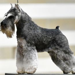 Miniature Schnauzer All Grown Up from ZRULES