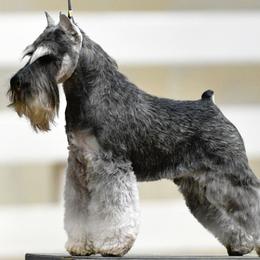Miniature Schnauzer All Grown Up from ZRULES