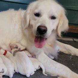 Rosie - Golden Retriever puppy from Alpine Valley Ranch-European English Cream Golden Retriever