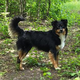 Maisie - Miniature Australian Shepherd