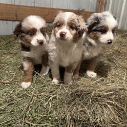 Miniature Australian Shepherd Puppies from Mid-Plains Mini Aussies