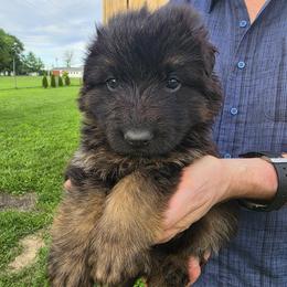 Prescott - Black and red male German Shepherd puppy in Columbus, Indiana from Stony Lonesome GSD