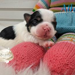 Boy 2 - male Yorkshire Terrier puppy in Austin, Texas from Rhine Valley Yorkies