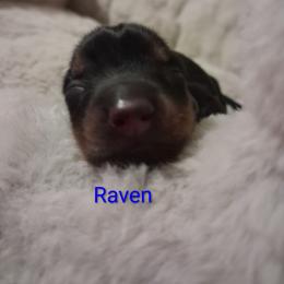 Raven - Black and tan male Dachshund puppy in Statesville, North Carolina from Dannie's Doxies