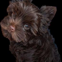 Raven - Liver female Yorkshire Terrier puppy in Gaylesville, Alabama from Sweet Alabama Yorkies