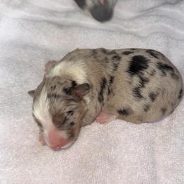 Blue merle - White and blue merle male Border Collie puppy in Henagar, Alabama from Ridge Kap Border Collies