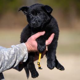 Fast Pitch - Black female German Shepherd puppy in Murrayville, Georgia from Vom Clark’s German Shepherds