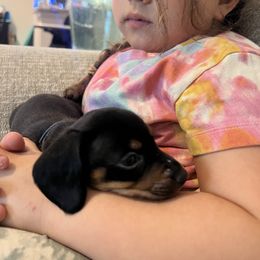 Dachshund Puppies from Phillian Family Mini Dachshunds