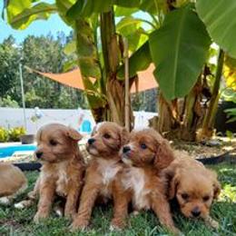 Cavapoo Puppies from Cumberland Cavapoos