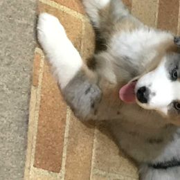 Miniature American Shepherd Puppies from Eagles Landing Miniature American Shepherds