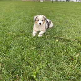 Australian Shepherd Puppies from Mud Path Australian Shepherds