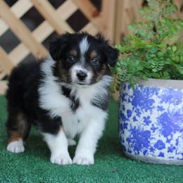 Kawasaki - Black tri-color male Australian Shepherd puppy in Circleville, Utah from Canyon Creek Aussies