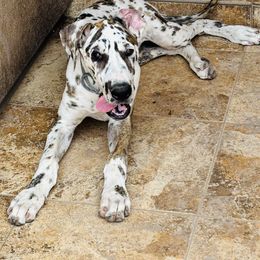 Brindle Harlequin boy - Harlequin male Great Dane puppy in Devine, Texas from Texas Devine Danes & Aussies