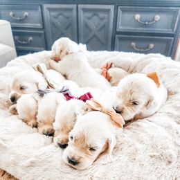 Pick 3 - Light golden male Golden Retriever puppy in Deer Lodge, Tennessee from SelahGold