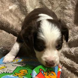 Luna - Red tri female Miniature Australian Shepherd puppy in Grady, Arkansas from KAREN K MCPHERSON