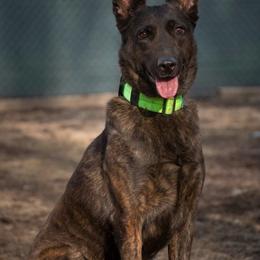 Kimora - Black brindle female Dutch Shepherd puppy in Palmyra, Maine from Maine Working Dogs