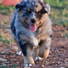 Australian Shepherd Puppies from Rockin D Ranch
