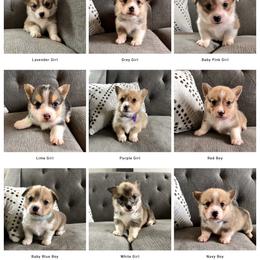 Pembroke Welsh Corgi Puppies from Lucky Pups Corgis
