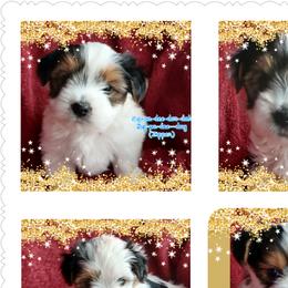 Yorkshire Terrier Puppies from Schultz Yorkies