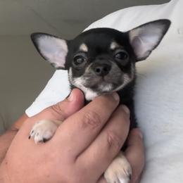 Choco - Black and tan male Chihuahua puppy in Miami, Florida from GioVel Chihuahua and Italian greyhounds