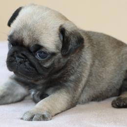 Jesse - Fawn female Pug puppy in Winnsboro, Texas from Southern pugs