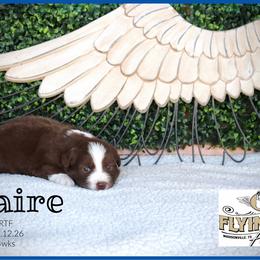 Blaire - Red tri female Miniature Australian Shepherd puppy in Madisonville, Texas from Flying LL Aussies