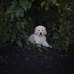 Cavalier King Charles Spaniel and Golden Retriever Puppies from Tsarevich Goldens and Cavaliers