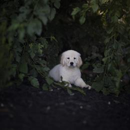 Cavalier King Charles Spaniel and Golden Retriever Puppies from Tsarevich Goldens and Cavaliers