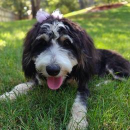 Waffles - Bernedoodle