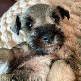 Peyton - Salt and pepper female Miniature Schnauzer puppy in Interlachen, Florida from Pam's Schnauzers