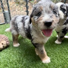 Spider-Man - male Australian Mountain Doodle puppy in Williamston, South Carolina from Sassy Bob’s Dogs