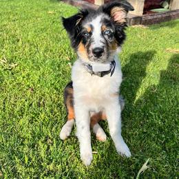 Australian Shepherd Puppies from Kamm's Aussies