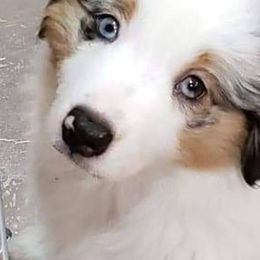 Miniature American Shepherd Puppies from Eagles Landing Miniature American Shepherds