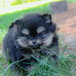 Birdie - Black and tan female Pomeranian puppy in Bremen, Indiana from AMS Pomeranians and Pomskies in Indiana