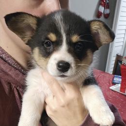 Jack - Pembroke Welsh Corgi puppy in Fresno, California from Celestial Corgis