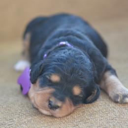 Purple collar female - Phantom female Bernedoodle puppy in Scottsboro, Alabama from Dixie Land Doodles