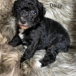 Daisy - Black and white female Aussiedoodle puppy in Lebanon, Missouri from Cobbs Creek Canines