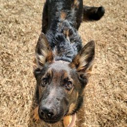German Shepherd Puppies from Persevere Kennels